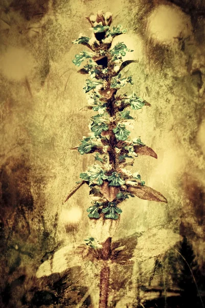 Vintage kwiat — Zdjęcie stockowe