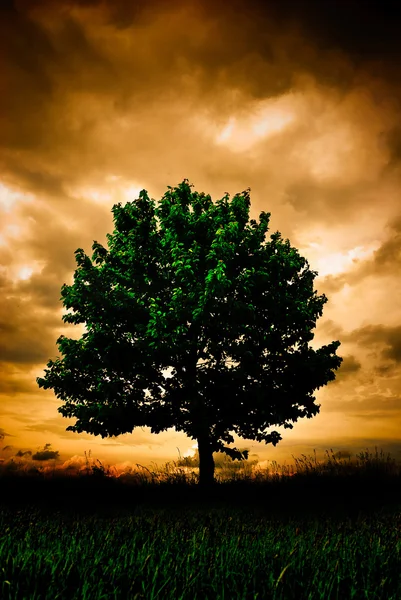 stock image Stormy field view