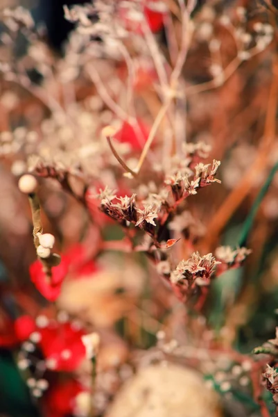 Blommig bakgrund — Stockfoto