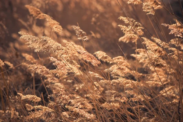 Reeds on a wind — Stockfoto