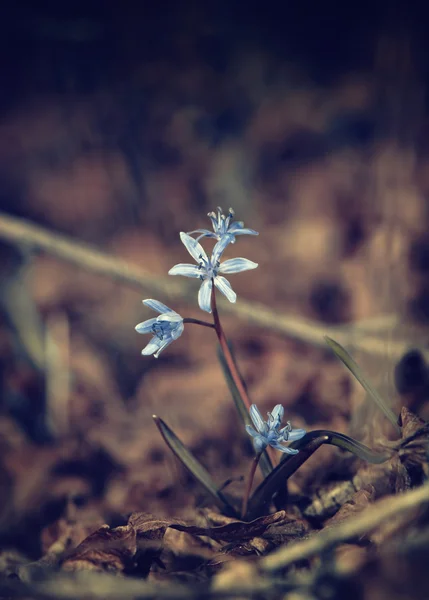 Primeras flores de primavera —  Fotos de Stock