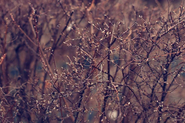 Arbusto de primavera — Foto de Stock