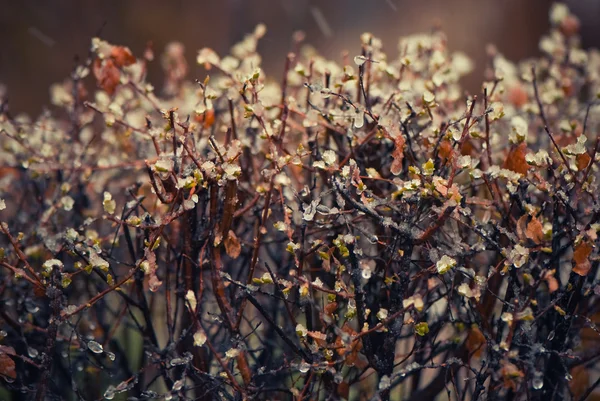 Arbusto de primavera con nieve — Foto de Stock