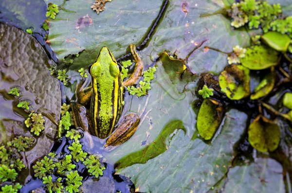 緑のカエル ストック画像