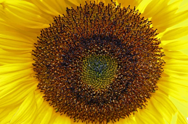 stock image Sunflower