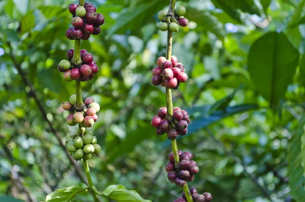 Coffee Beans — Stock Photo, Image