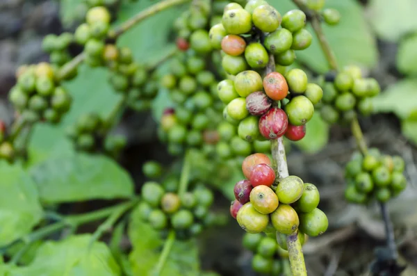 stock image Coffee Beans