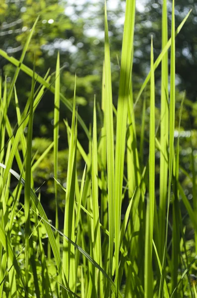 Podświetlany trawa — Zdjęcie stockowe