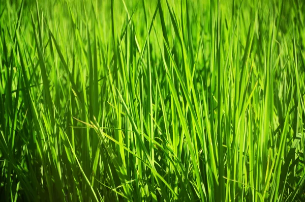 Planta de arroz — Fotografia de Stock