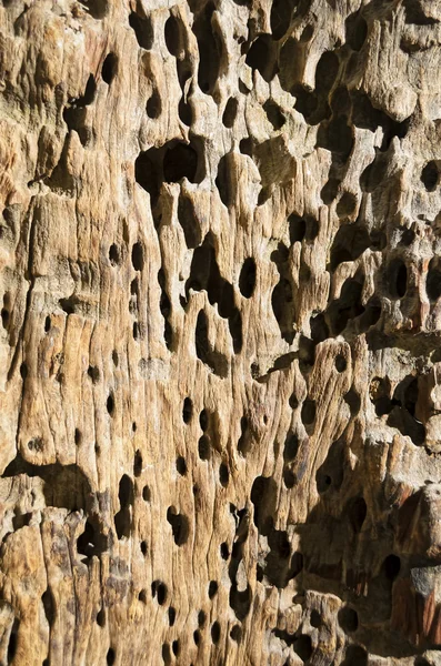 シロアリ被害木 — ストック写真