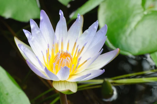 Nymphaea capensis (Cape blue water lily) Stock Picture