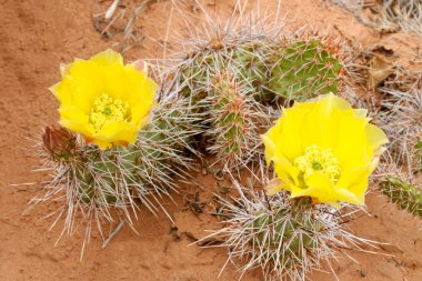 Prickly pear cactus (Opuntia polyacantha) clipart