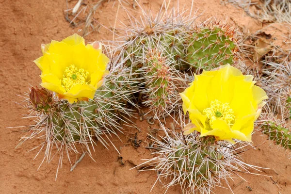 Cactus de pera espinosa (Opuntia polyacantha ) Imagen De Stock