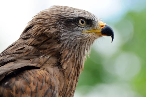 stock image Golden eagle