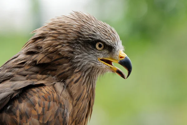 stock image Golden eagle