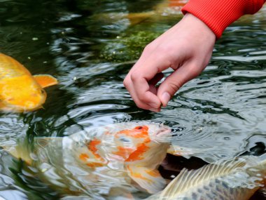 Feeding koi carp clipart