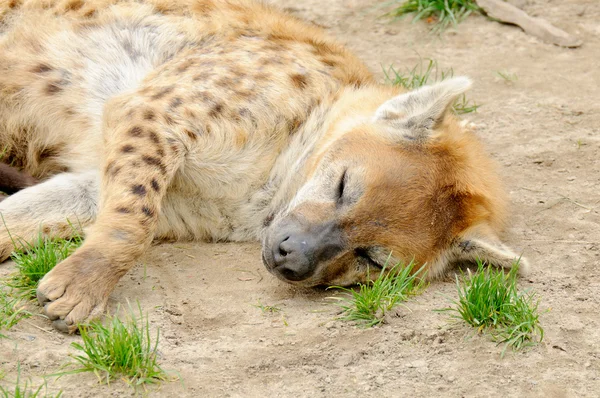 Unavený hyena skvrnitá — Stock fotografie