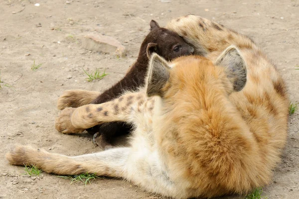 Пятнистый детёныш гиены со своей матерью — стоковое фото