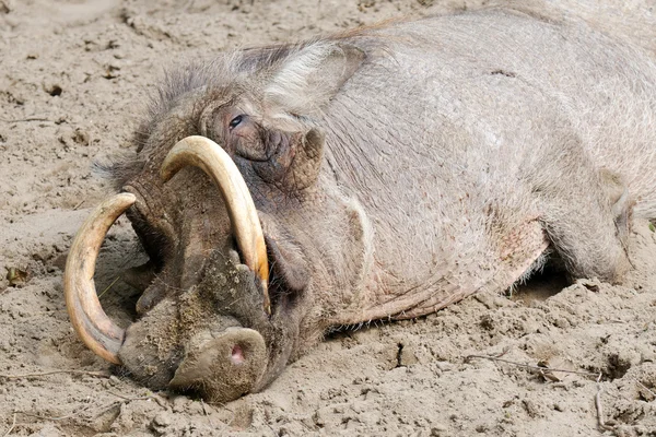 Tired warthog — Stock Photo, Image