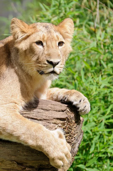 Pequeño león curioso — Foto de Stock