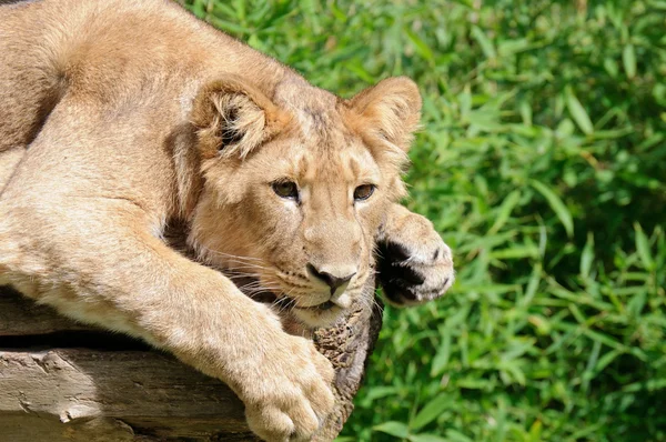 Ciekawy młody lew — Zdjęcie stockowe