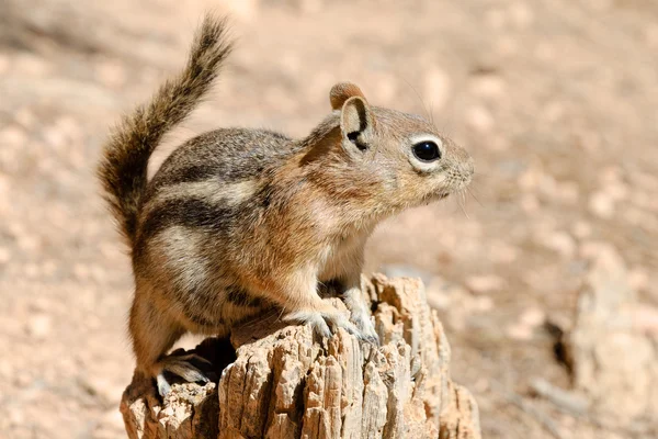 stock image Golden-mantled ground squirrel