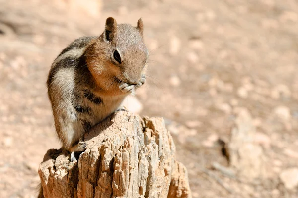 stock image Golden-mantled ground squirrel