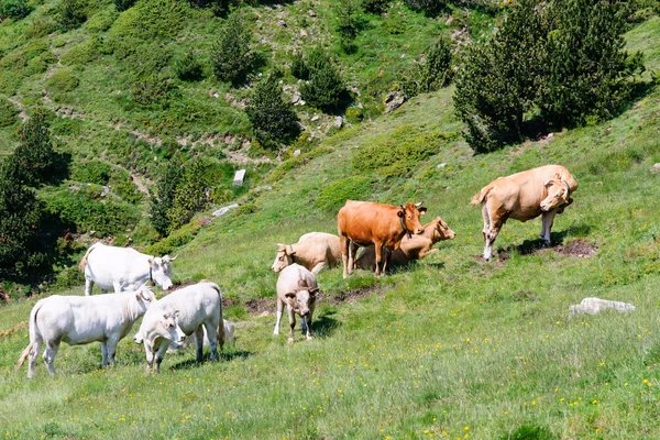 stock image Herd of cows, Orientales, France