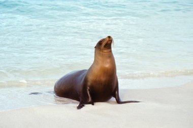 Deniz aslanı, Galapagos adaları, Ekvador