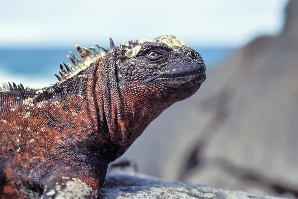 Deniz iguana, galapagos Adaları, Ekvador — Stok fotoğraf