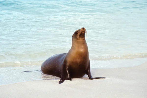 Mořský lev, Galapágy, Ekvádor — Stock fotografie