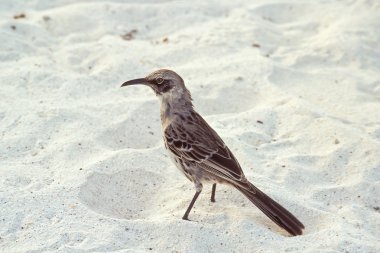 Hood bülbülü, galapagos Adaları, Ekvador