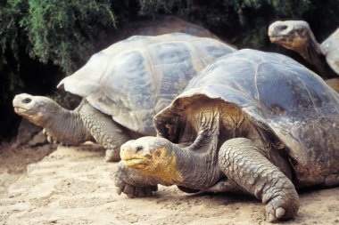 Giant tortoise, Galapagos Islands, Ecuador clipart