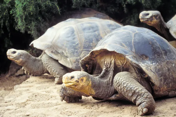 Гигантская черепаха, Галапагосские острова, Эквадор — стоковое фото
