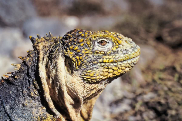 Iguana terrestre de Galápagos, Islas Galápagos, Ecuador — Foto de Stock