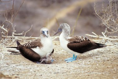 memeler, Mavi ayaklı, galapagos Adaları, Ekvador