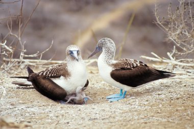 Blue-footed boobies, Galapagos Islands, Ecuador clipart