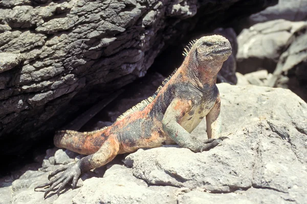 Marine iguana, Galapagos Islands, Ecuador — Stock Photo, Image