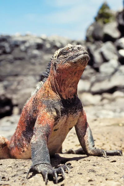 Iguana marina, Islas Galápagos, Ecuador — Foto de Stock