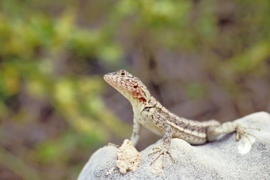 Lava lizard, Galapagos Islands, Ecuador clipart