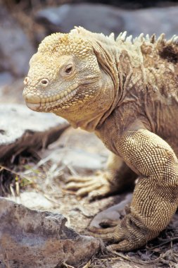 Santa Fe land iguana, Galapagos Islands, Ecuador clipart