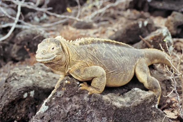 Santa Fe land iguana, Ilhas Galápagos, Equador — Fotografia de Stock