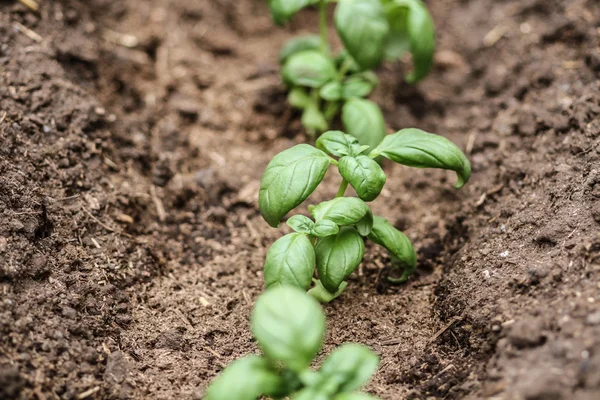 stock image Fresh green basil.