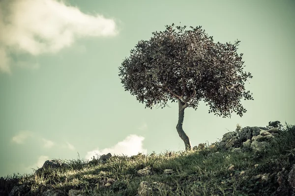 stock image Green Tree