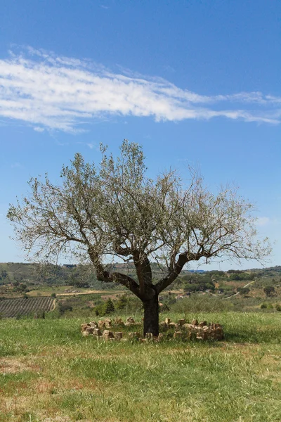 Olive tree on ble sky — Stock Photo, Image