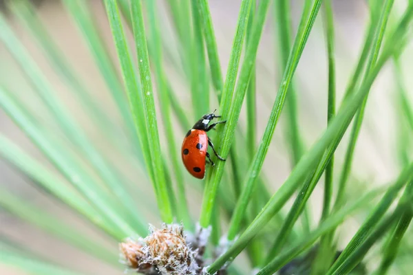 Stock image Ladybug