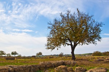 bir ağaç