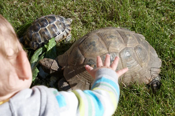 A child with mum and baby toirtoise — Stock Photo, Image