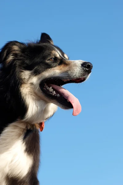 Frontera collie disparo en la cabeza — Foto de Stock