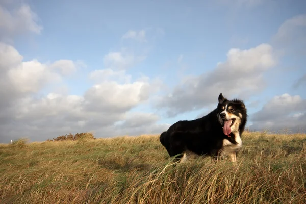 A border collie walking — Stock Photo, Image
